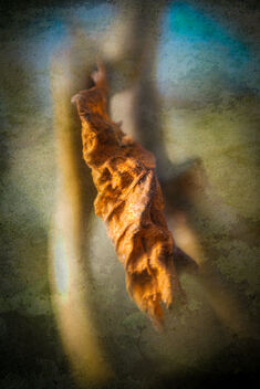 Crisp Leaf Hanging On - бесплатный image #487341