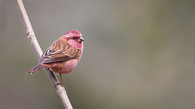 A Pink Browed Rosefinch on a cold day - image gratuit #487421 