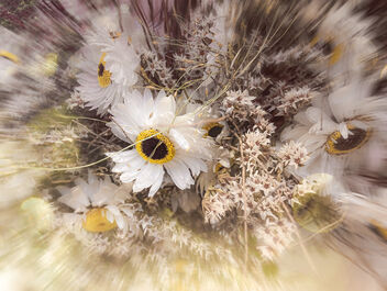 Dried Flowers - Free image #487501