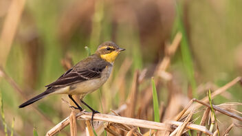 A Very rare Eastern Yellow Wagtail in action - бесплатный image #487511