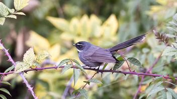 A White Throated Fantail in its habitat - Kostenloses image #487581