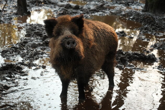 Wildlife Park Eekholt - A wild boar looks at us | February 11, 2022 | Schleswig-Holstein - Germany - image gratuit #487671 