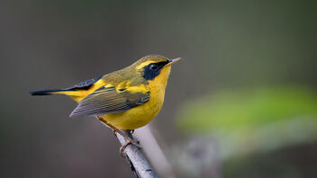 A Golden Bush Robin early in the morning - image gratuit #487691 