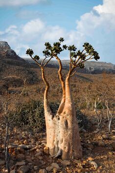 Socotra Bottle Tree - image #487761 gratis