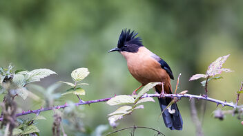 A Rufous Sibia in the Wild - image gratuit #487971 