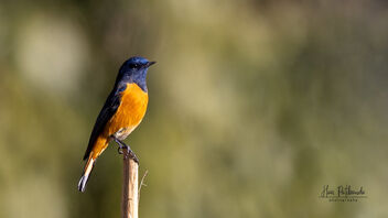 A Blue Fronted Redstart in lovely light and perch - Free image #487991