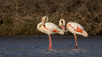 A Pair of Greater Flamingoes in a submerged farmland - Free image #488251