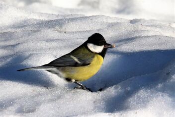 Great tit in the snow - image gratuit #488301 