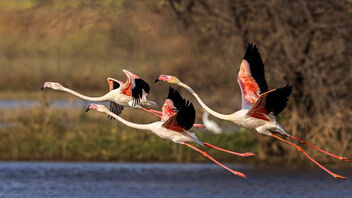 A Flock of Flamingoes taking flight - image #488341 gratis