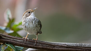A Puff Throated Babbler foraging on the ground - image #488551 gratis
