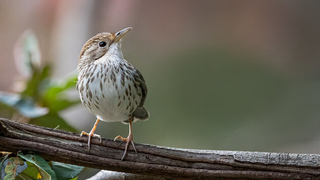 A Puff Throated Babbler foraging on the ground - image gratuit #488551 