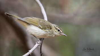 A Green Warbler in action in the bush - Free image #488671
