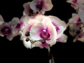 Orchids - Free image #488701