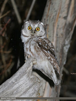 Boreal Owl (Aegolius funereus) - image #489001 gratis