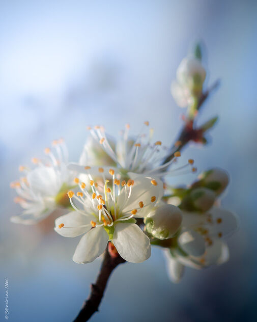 Fleurs blanches - бесплатный image #489011