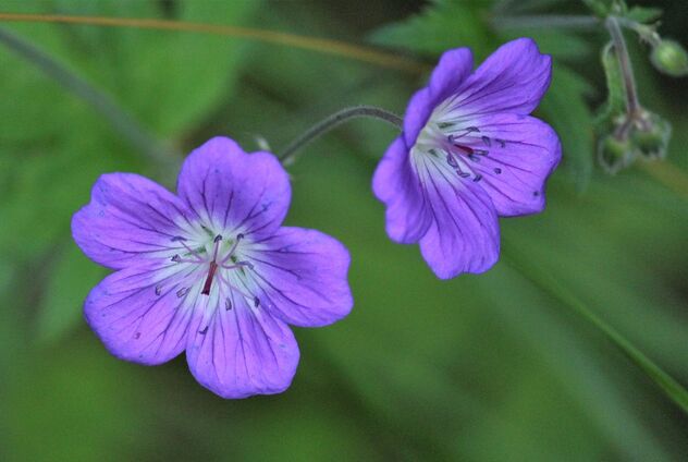 Purple meadow flower - Free image #489051