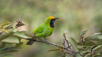 A Golden Fronted Leafbird foraging on the top canopy - Free image #489091