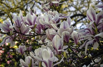 Dance of the Magnolias - Free image #489171