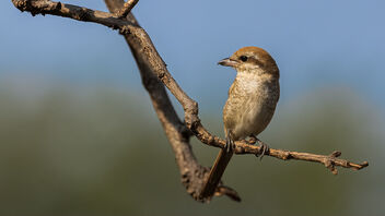 A Brown Shrike Surveying the area - Free image #489191