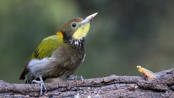A Greater Yellownape Woodpecker drinking water - image #489231 gratis