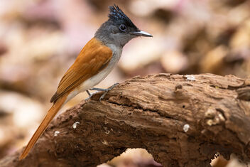 An Indian Paradise Flycatcher up close (8K Shot - Uncropped) - Free image #489281