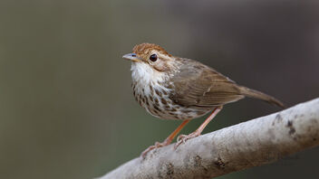 A Puff Throated Babbler active in the bush - image gratuit #489341 