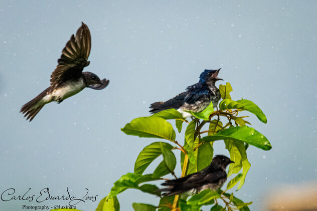 Swallow in the Rain - Free image #489441