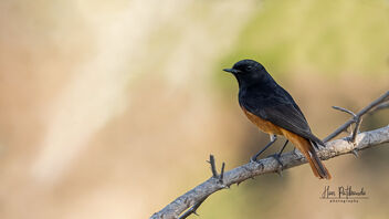 A Black Redstart actively foraging - Free image #489521