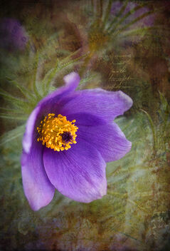Pasque Flower Embellished - Free image #489551