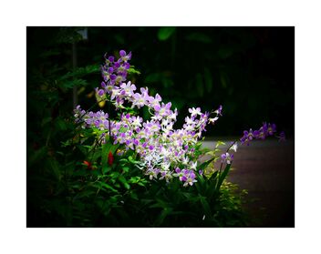 Orchids - image #489991 gratis