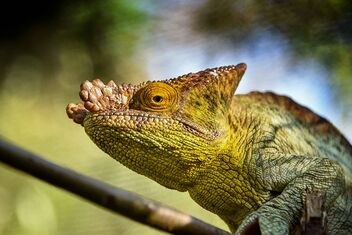 Chameleon, Madagascar - image #490201 gratis