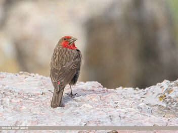 Red-fronted Rosefinch (Carpodacus puniceus) - image #490211 gratis