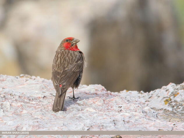 Red-fronted Rosefinch (Carpodacus puniceus) - Kostenloses image #490211