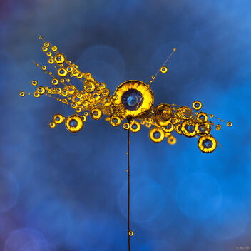 Sunflower Dreams - image #490251 gratis