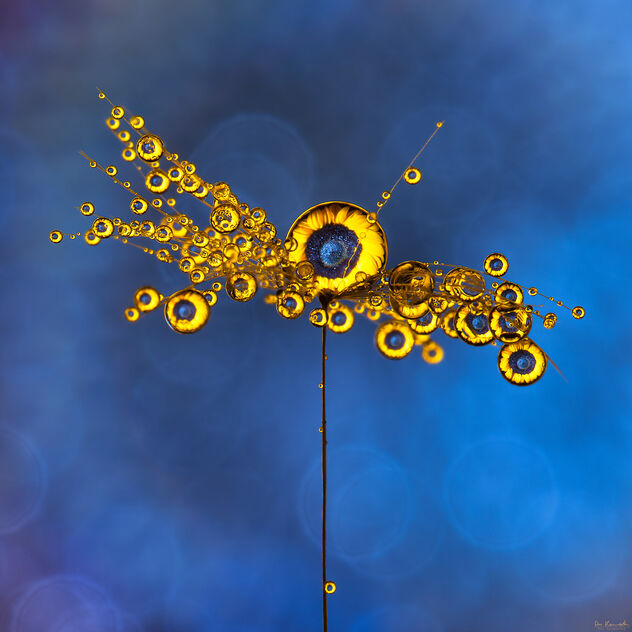 Sunflower Dreams - Kostenloses image #490251