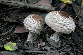 Parasol Fungi. - Free image #490271