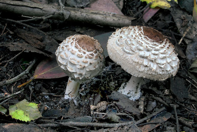 Parasol Fungi. - Kostenloses image #490271