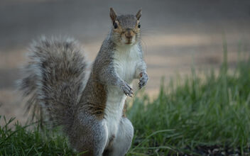 One of My Squirrels - image #490441 gratis