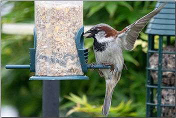 Feeding time - Free image #490511