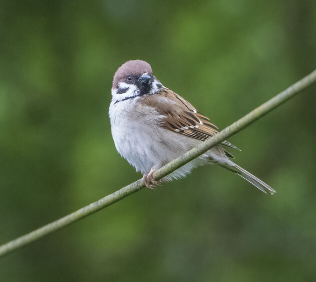 Tree Sparrow (Passer montanus) - Free image #490551