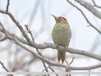 Scaly-bellied Woodpecker (Picus squamatus) - image gratuit #490601 