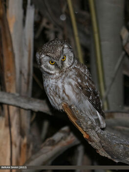 Boreal Owl (Aegolius funereus) - Free image #490611