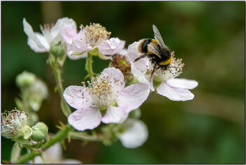 Brambles and Bees - Free image #490651