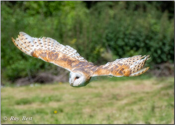 Barn Owl in flight - image #490701 gratis