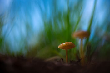 [Small Fungi 19] - бесплатный image #490711