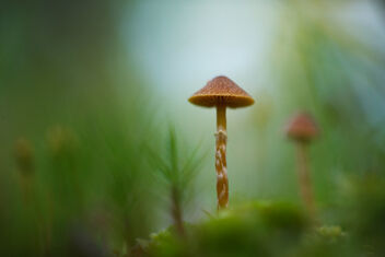 [Small Fungi 22 @ F4] - Free image #490991