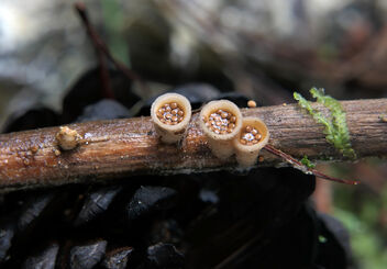 Bird's nest fungi. - бесплатный image #491001