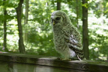 Baby barred owl on the bridge rail - image #491221 gratis