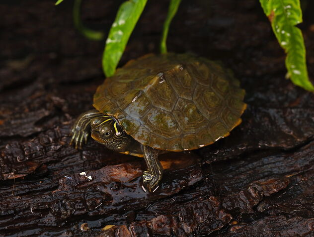 False Map Turtle (Graptemys pseudogeographica) - бесплатный image #491301