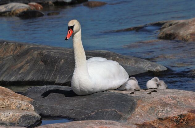 Mute swans on the rock - Free image #491451